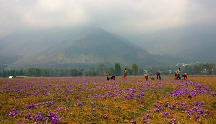 For those families earning their livelihood from the saffron harvest, the upcoming months mean much more than entertainment and fun – a sign that there is no glamour and glory without patience, hard work and resilience in the cultivation of "red gold".